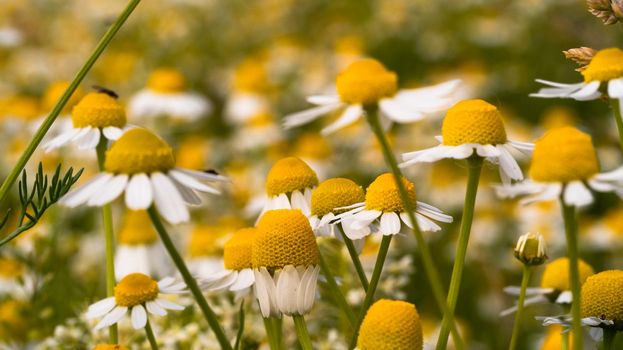 Meadow of white Chamomile flowers close up. Herbal medicine. Blooming medical chamomilla. Blooming flowers.