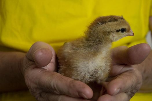 unfocused yellow small chicken in the hands of an adult on a yellow background