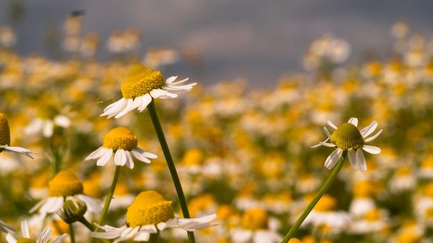 Chamomile flowers field close up