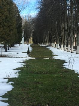 green spring grass in the snow between spring