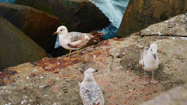 Gulls fighting, on the beach. Seagulls standing on the rocks on the ocean coast.