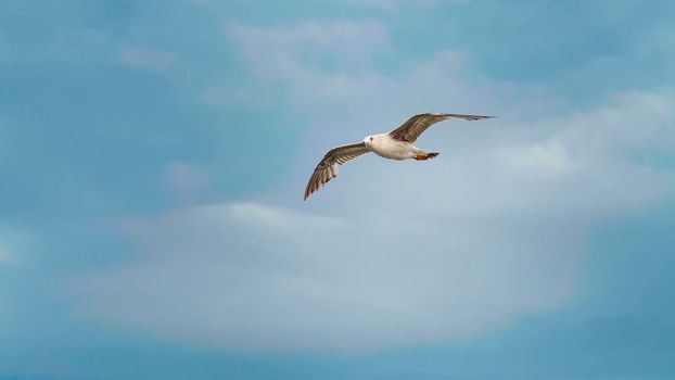 Seagull flying fast above the ocean. Beautiful seabirds.