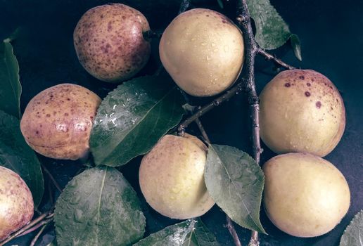 On a dark background apricot branch with large ripe fruits and green leaves.