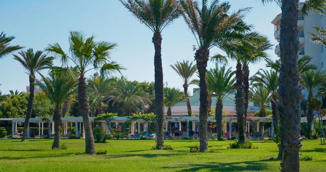 Palm trees in blue sky in a hotel garden. Travel vacation paradise at beach resort. Exotic destination. Tunisia.