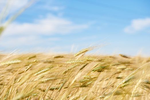 The wind bends down the yellow ears of wheat on a sunny summer day.