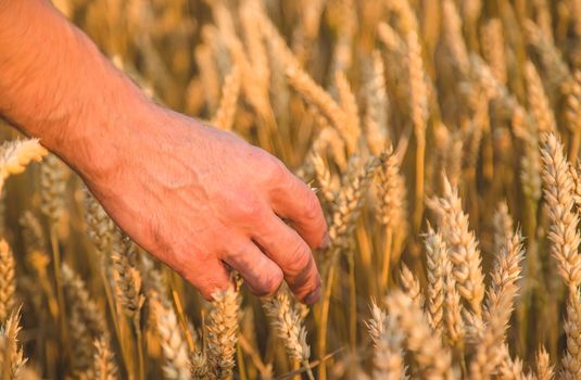 A man farmer holds ears of wheat in his hand in the field. Selective focus. Nature.