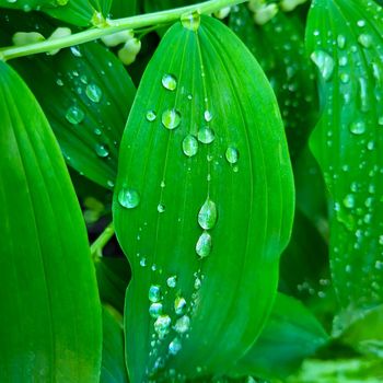 Green leaves with water drops after rain.