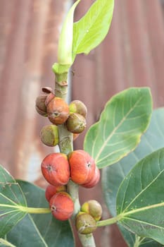 red colored banyan fruit on tree in garden for animal food