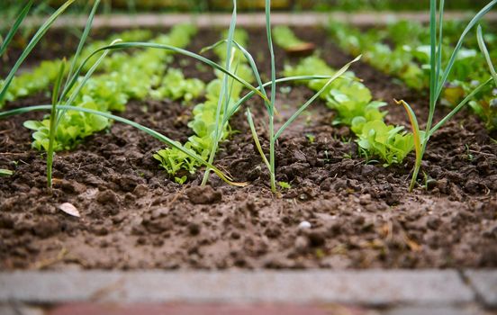 Green onions and lettuce leaves growing in the flowerbed in open ground of an organic farm. Eco-farming, garden tillage, horticulture, agricultural hobby and business concept