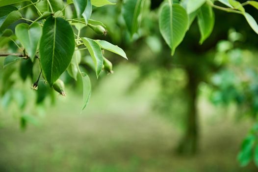 Close-up of a branch of a blooming fruit tree with ripening pears in the orchard against green background of a garden. Copy space for advertising text