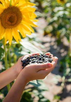 The child holds sunflower seeds in her hands. Selective focus. Nature.