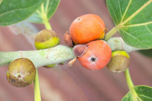 red colored banyan fruit on tree in garden for animal food