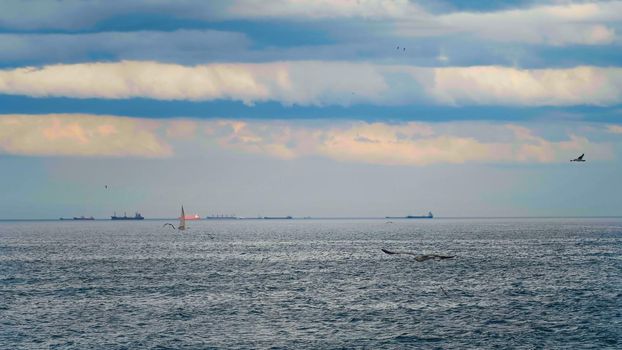 Beautiful landscape with flock of seabirds flying and view of big ships on horizont offshore. Ocean coastline. Marine environment concept.