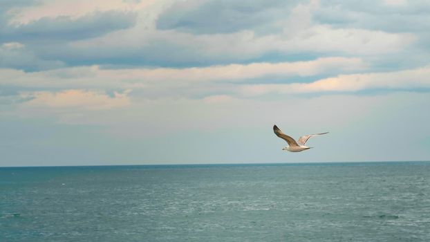 Seagulls flying and floating on air currents of wind on the sea in the summer day.