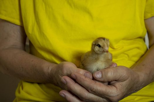 unfocused yellow small chicken in the hands of an adult on a yellow background