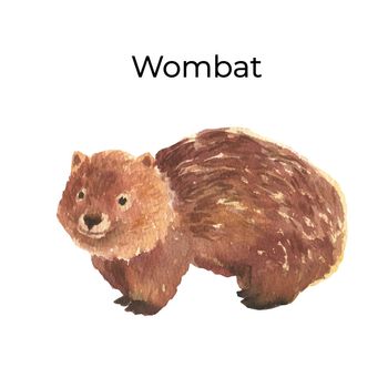 Australian animal watercolor illustration isolated on white background. Cute hand drawn wombat. Australia Day