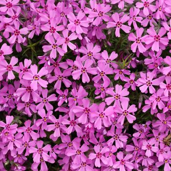 Background of purple flowers Phlox in spring. Floral backdrop