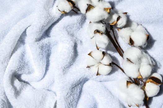 Flat lay Beautiful cotton branch on white fabric top view copy space. Natural cotton fabric texture. Delicate white cotton flowers. Light color cotton background. Eco textiles. Fabric backdrop