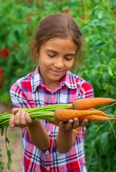 The child holds the carrot in his hands in the garden. Selective focus. Nature.