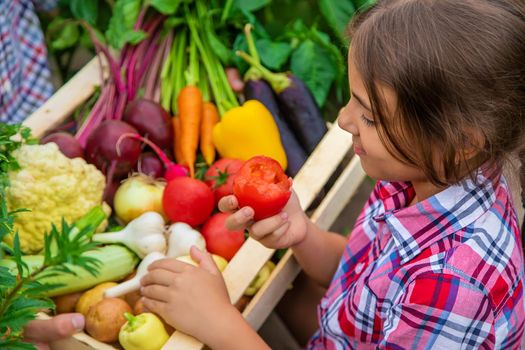 The child holds vegetables in his hands in the garden. Selective focus. Nature.