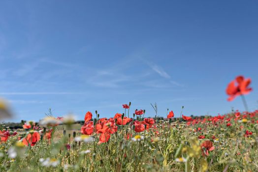 Red poppy flowers in the field. Meadow of wildflowers with poppies against the sky in spring