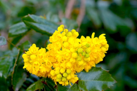 The yellow bud of a flowering bush blooms in the garden in summer