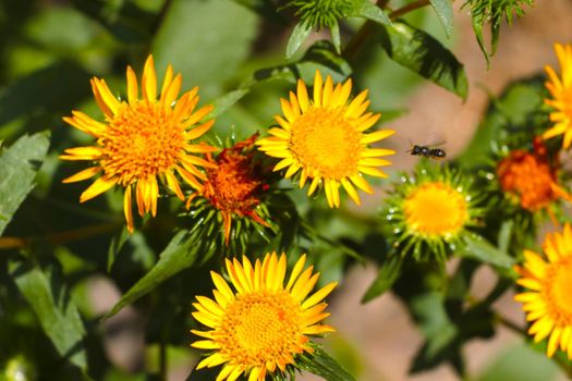 Spring background. Flowering flowers in the garden in spring or summer