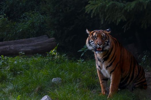 Close-up of a beautiful tiger in the wild