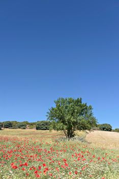 Red poppy flowers in the field. Meadow of wildflowers with poppies against the sky in spring
