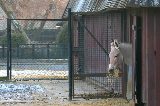 The Przewalski's horse is a species or subspecies of a wild horse