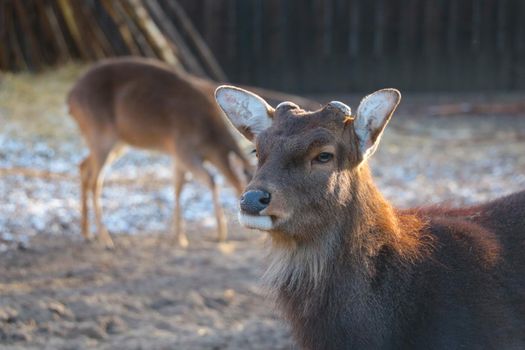 Beautiful young deer without antlers in the animal park
