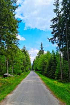 A picturesque road along the green forest. Clean air