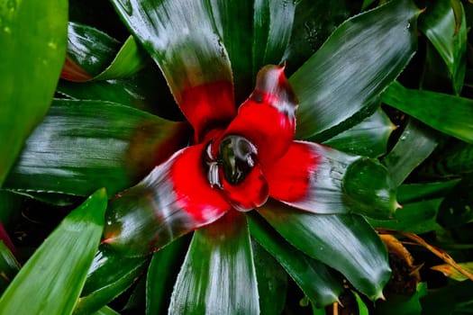 View from above on a beautiful houseplant, flower