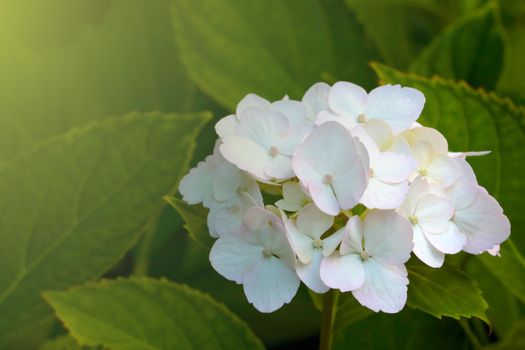 Close-up of a white blooming hydrangea in the park