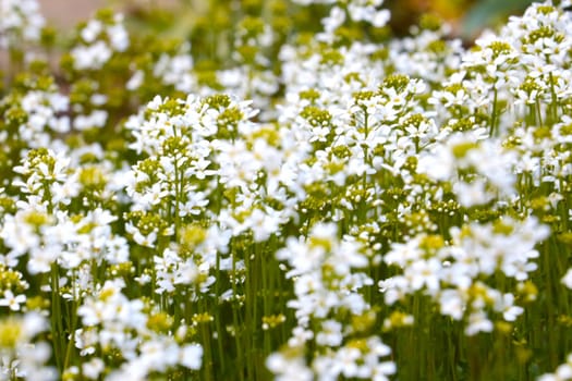 White flowering plants bloom in the meadow. Traditional medicine