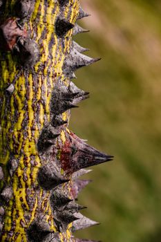 The lush green nature on the island state of Mauritius brings out strange and defensive growths