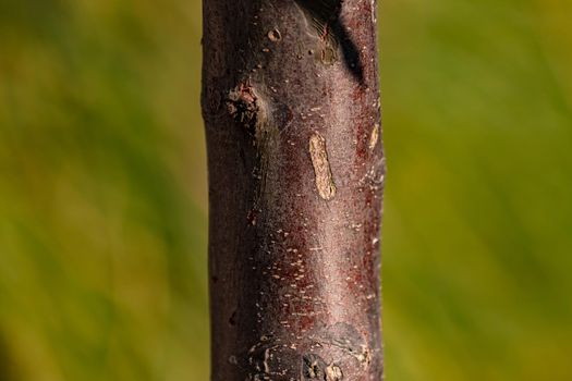 A young red-brown tree trunk with a diameter of about 8 centimeters