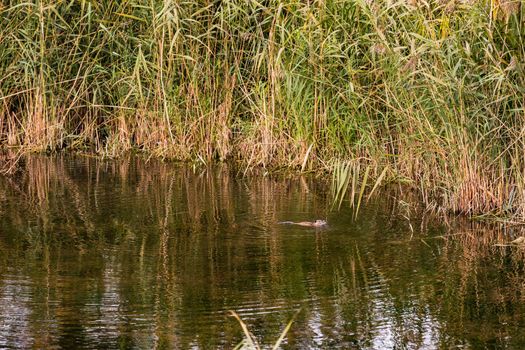 A beaver-like nutria in a body of water in a protected forest area with a lot of grass and marshland