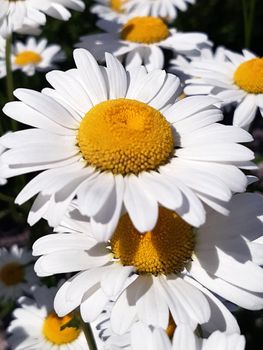 White large daisies in the meadow close-up against the background of greenery.