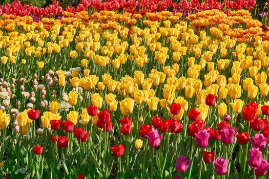 a bulbous spring-flowering plant of the lily family, with boldly colored cup-shaped flowers.