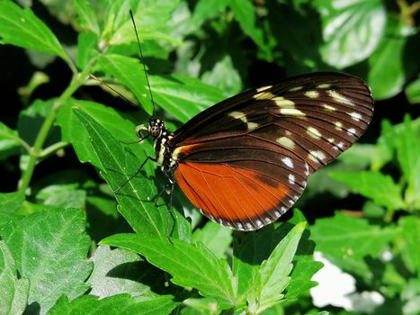 Closeup of the side of an orange golden longwing butterfly perched on a green leaf