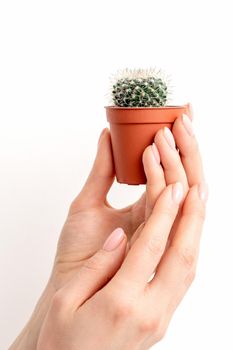 Female hand holding nice small green cactus in flower pot on white background with copy space