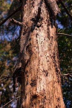 Forest death due to drought and insect infestation using the example of a German pine tree