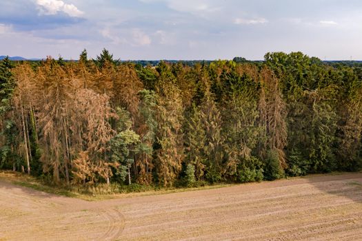 Forest with dying trees in a nature reserve in Germany