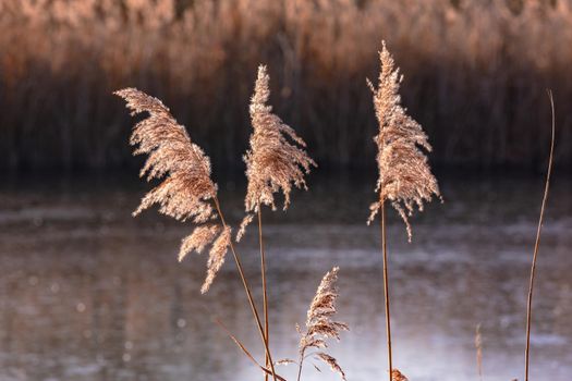 Reeds on a lake in the sun and freezing temperatures in the backlight