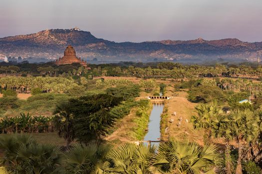 Aerial view of cattle, palm trees and a watercourse as well as ancient temples of the World Heritage Site of Bagan in Myanmar