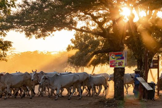 A Burmese farmer drives his cattle along a dust road at sunset and dusty backlighting