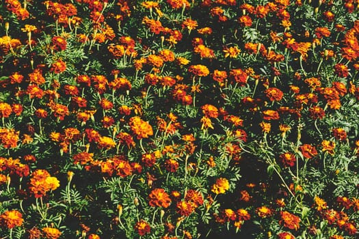 a plant of the daisy family, typically with yellow, orange, or copper-brown flowers, that is widely cultivated as an ornamental.