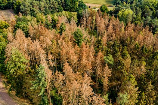 Aerial view of a section of forest dying in the German coniferous forest