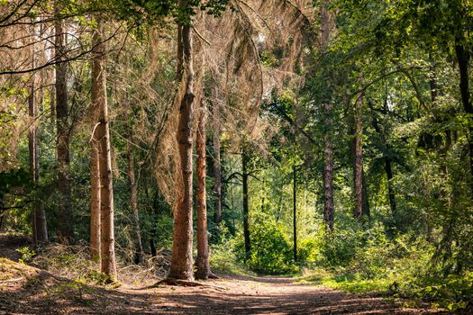 A hiking trail with dead trees in a German forest